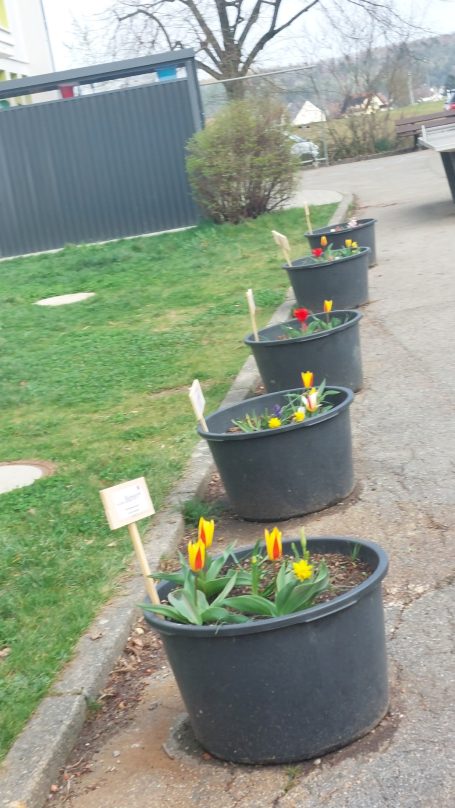 Blumenkübel mit Frühblühern