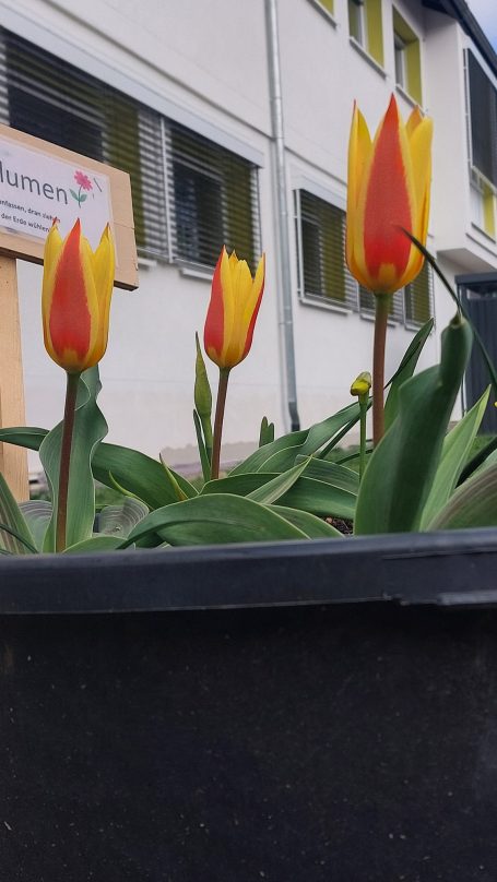 Tulpen