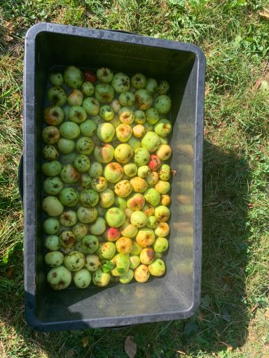 gesammelte Äpfel