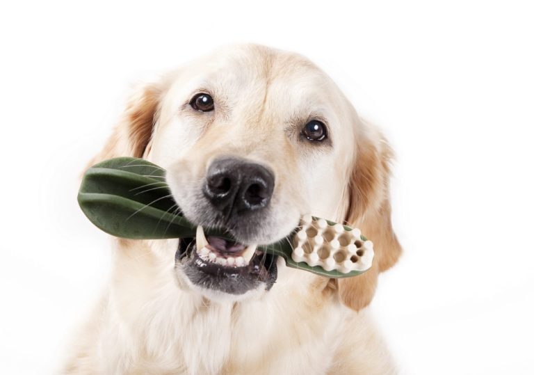 Bild eines Golden Retrievers